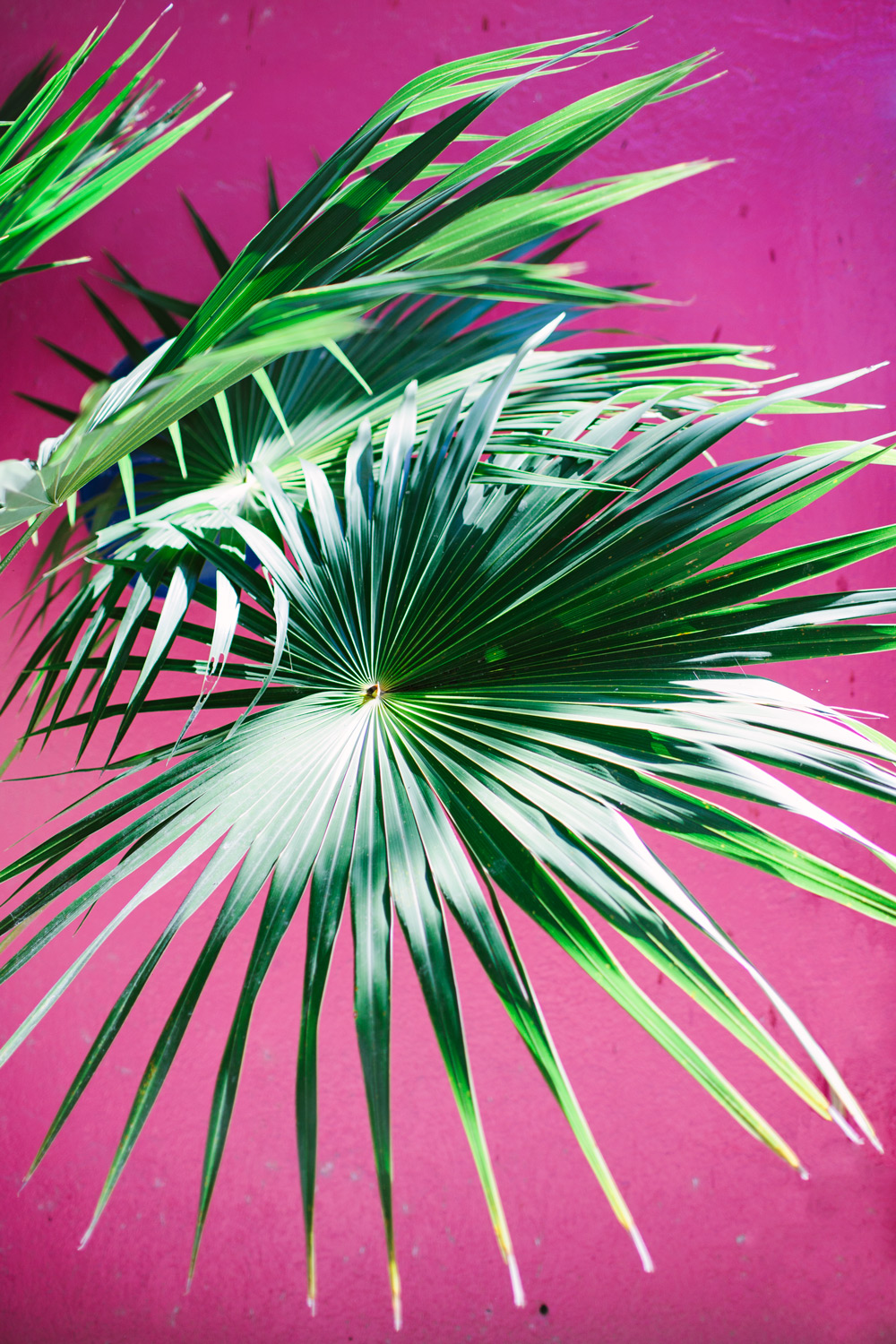 palm leaf pink wall