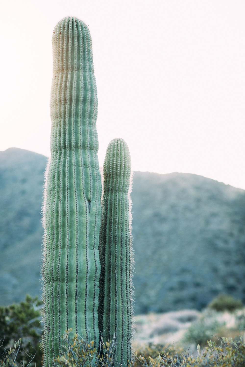 arizona desert cactus