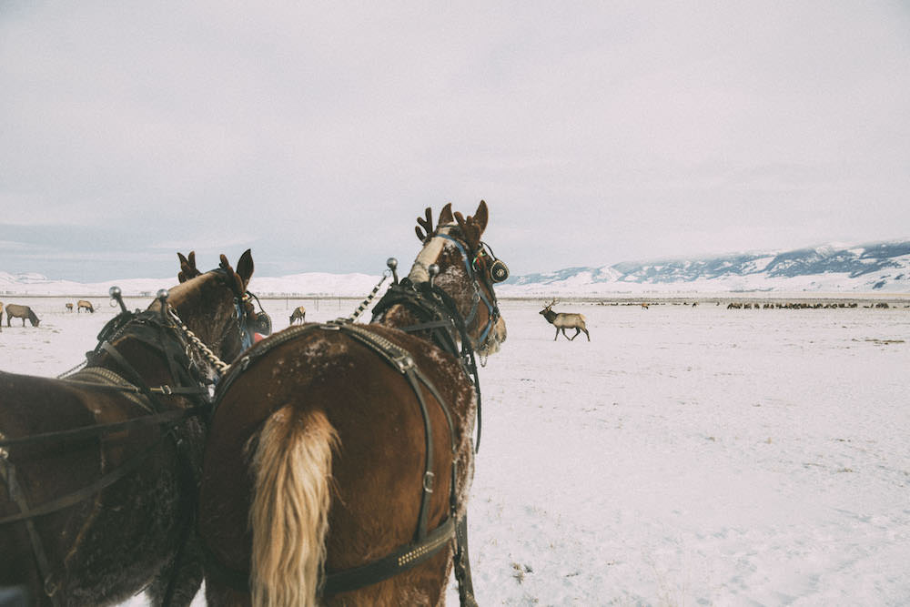 Caitlin Lindquist from the travel blog Dash of Darling shares her adventures in Jackson Hole Wyoming with Otterbox.