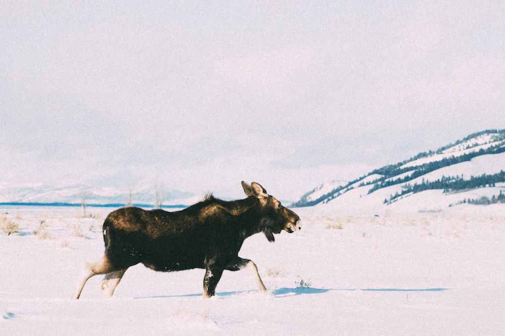 Moose in Jackson Hole, Wyoming