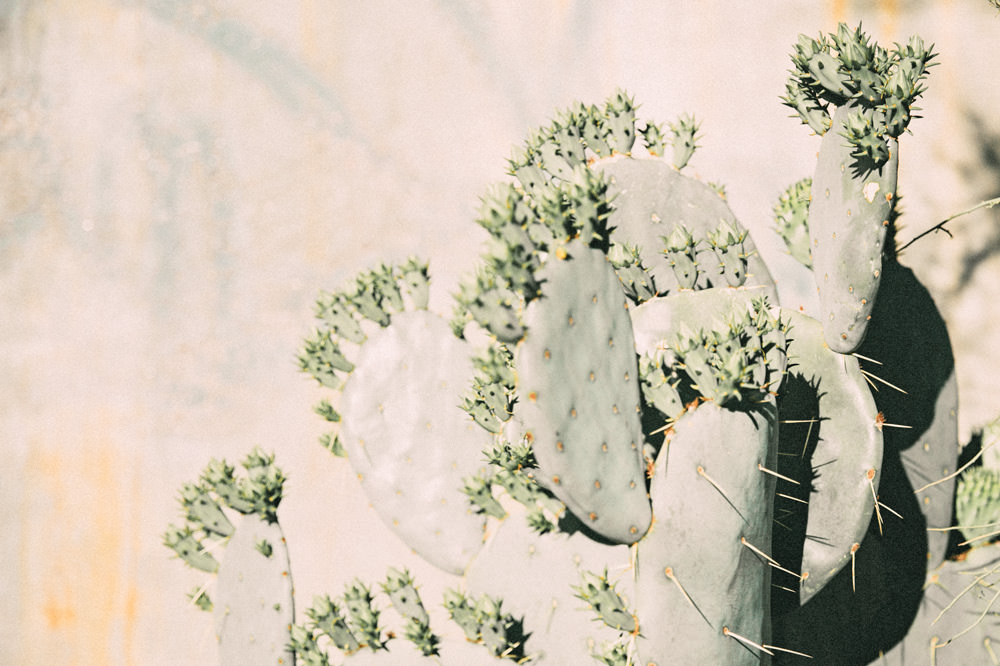 Cactus Tempe