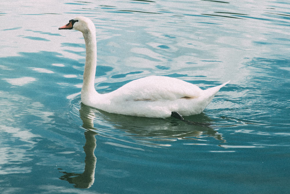 Swan in Versailles, France
