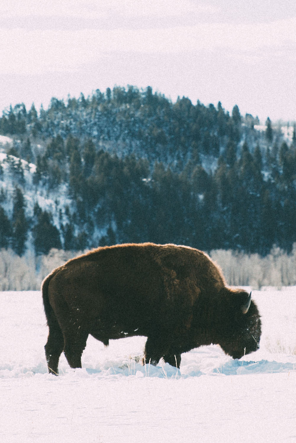 Dash of Darling | Jackson Hole Wyoming Winter