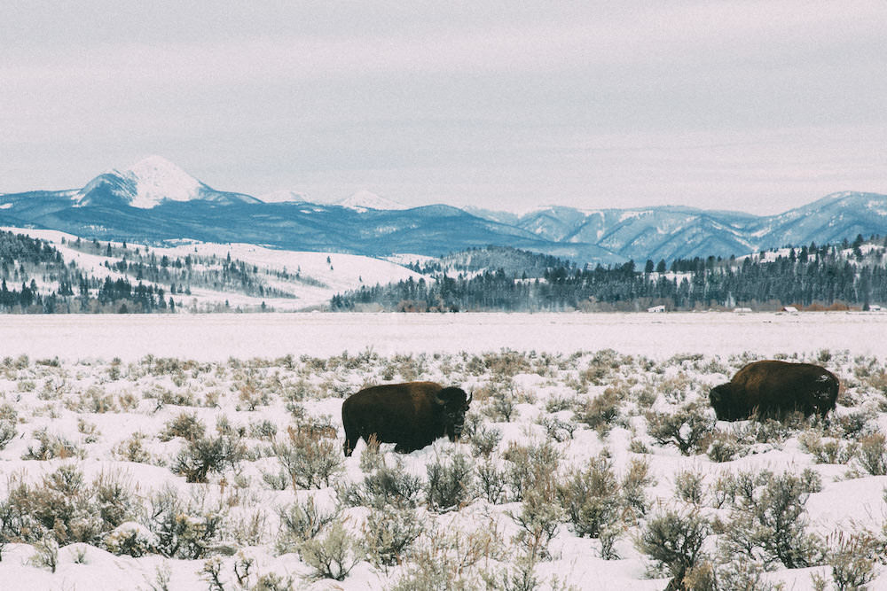 Dash of Darling | Jackson Hole Wyoming Winter