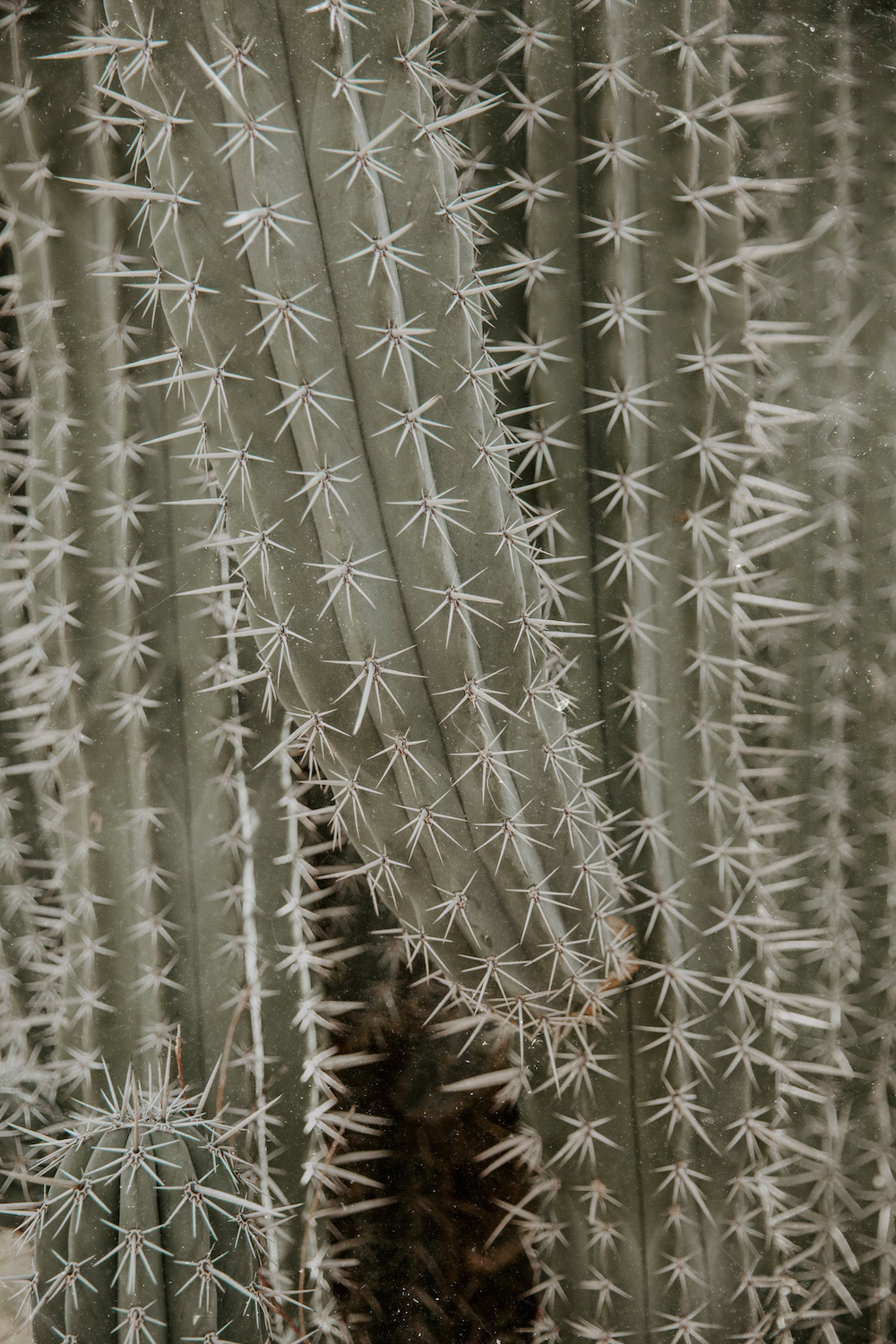 Dash of Darling | Planning your visit to the Desert Botanical Garden in Phoenix